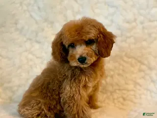 Toy Poodle dogs Junior male Poodle - Ad 19