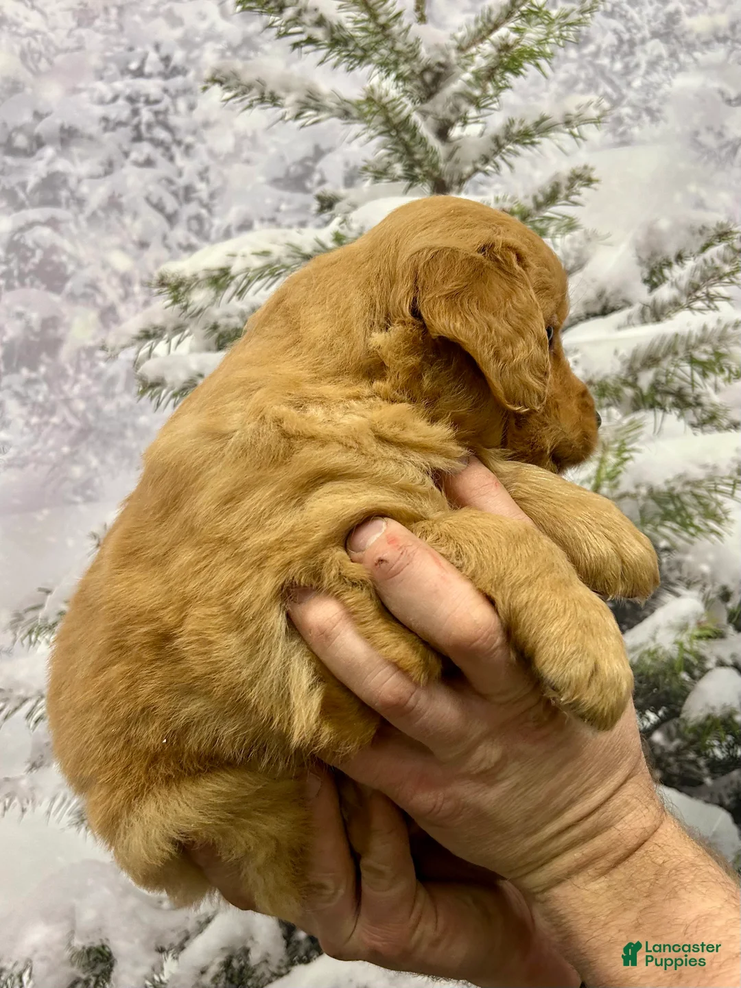 Golden Retriever dogs for sale: Oakley  - Ad 5