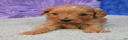 Cavapoo dogs for sale: Cavapoo 6 - Ad 11
