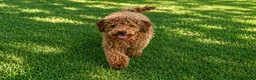 Cavapoo dogs for sale: Epic - Ad 1