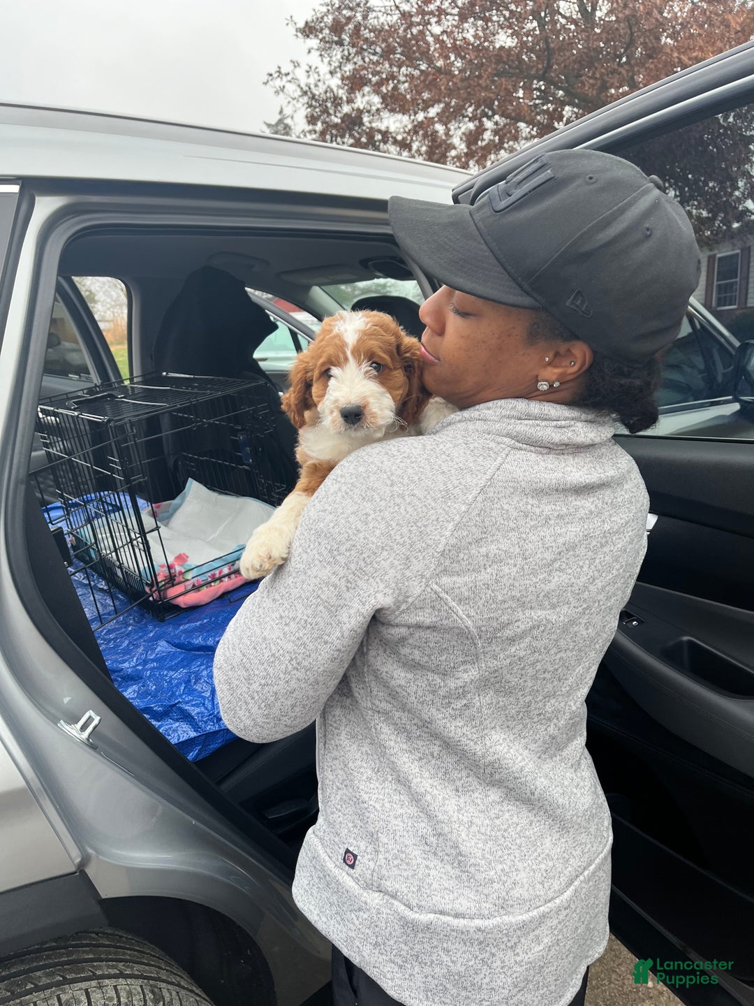 Mini Bernedoodle dogs for sale: Caramel - Ad 12