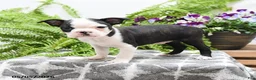 Boston Terrier dogs for sale: Walter - Ad 1