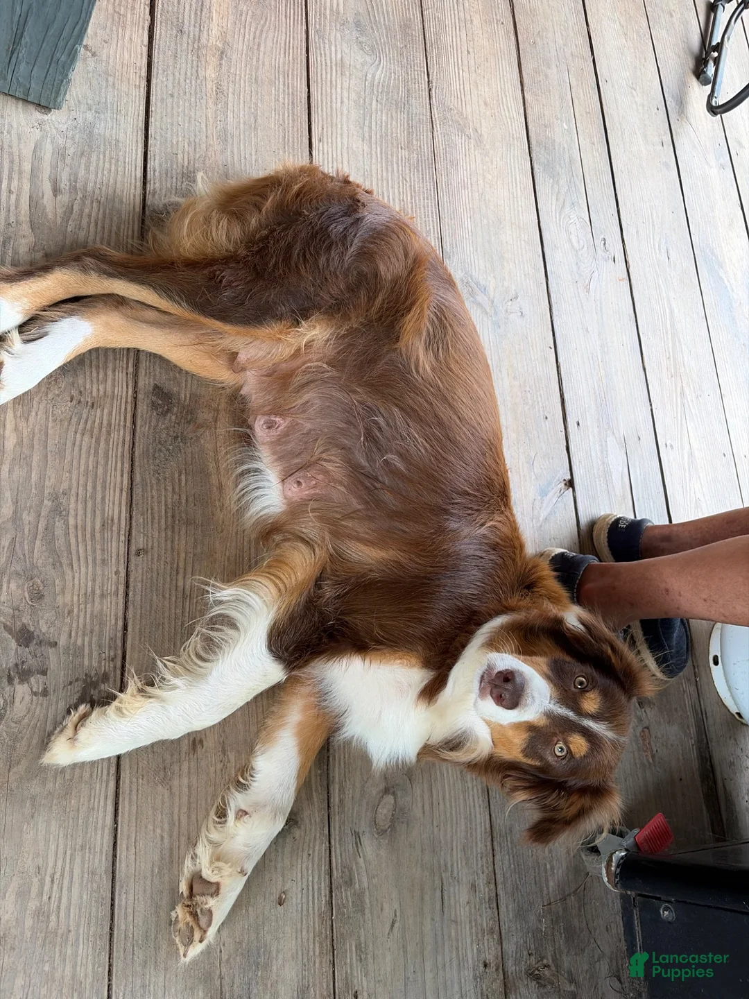 Mixed Breed dogs for sale: Mixed Breed 1 - Ad 2