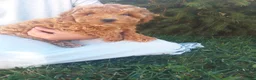 Toy Poodle dogs for sale: Penny - Ad 3