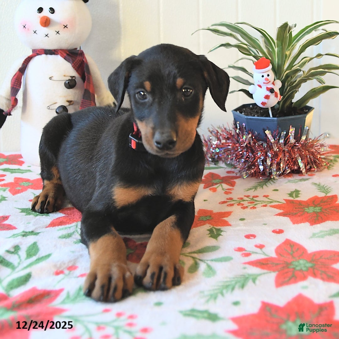 Doberman Pinscher dogs for sale: Bella   - Ad 3