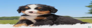 Barklay