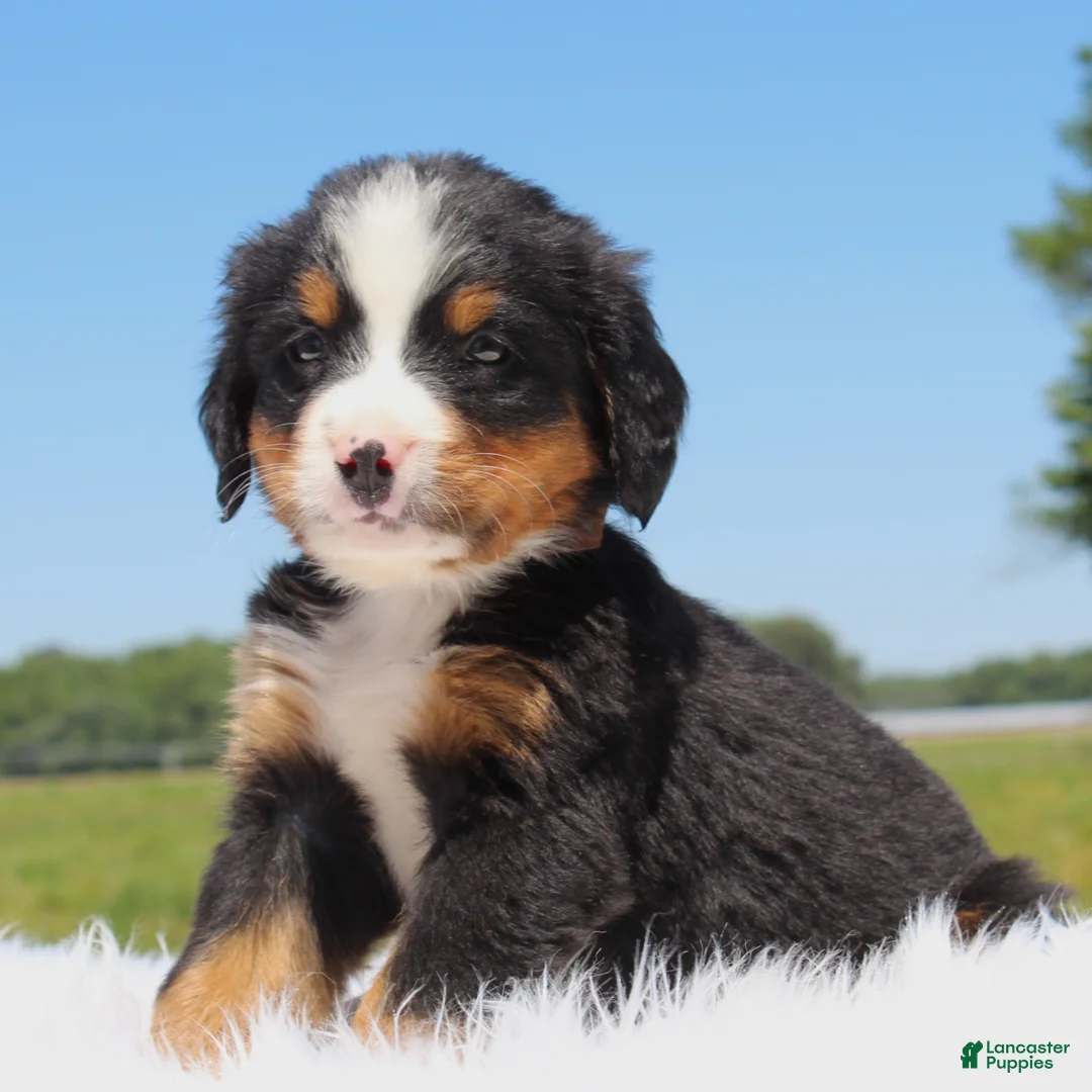 Bernese Mountain Dog dogs for sale: Barklay - Ad 1