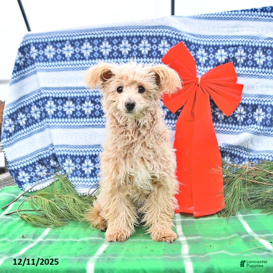 Pomapoo dogs Emily - Ad 3