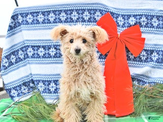 Pomapoo dogs Emily - Ad 1