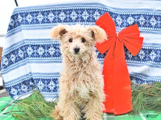 Pomapoo dogs Emily - Ad 1