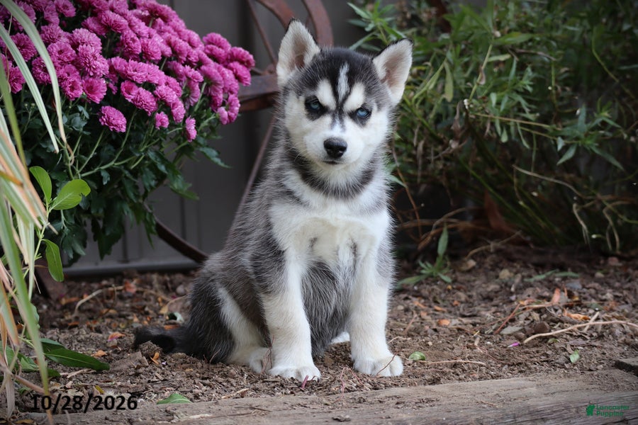 Siberian Husky dogs for sale: Sycamore - Ad 1
