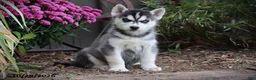 Siberian Husky dogs for sale: Sycamore - Ad 1