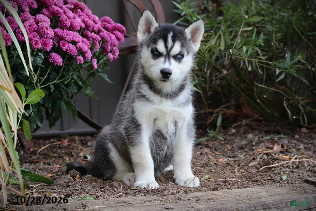 Siberian Husky dogs for sale: Sycamore - Ad 1