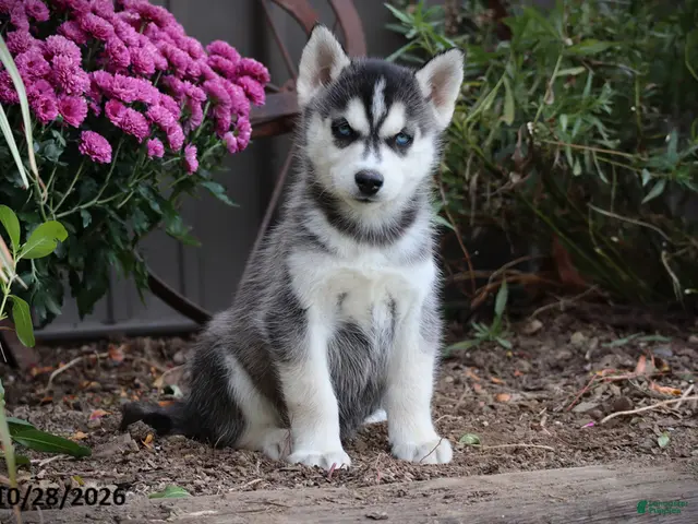 Siberian Husky dogs for sale: Sycamore - Ad 1