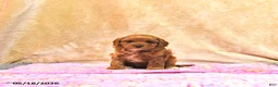 Cavapoo dogs for sale: Millie - Ad 4