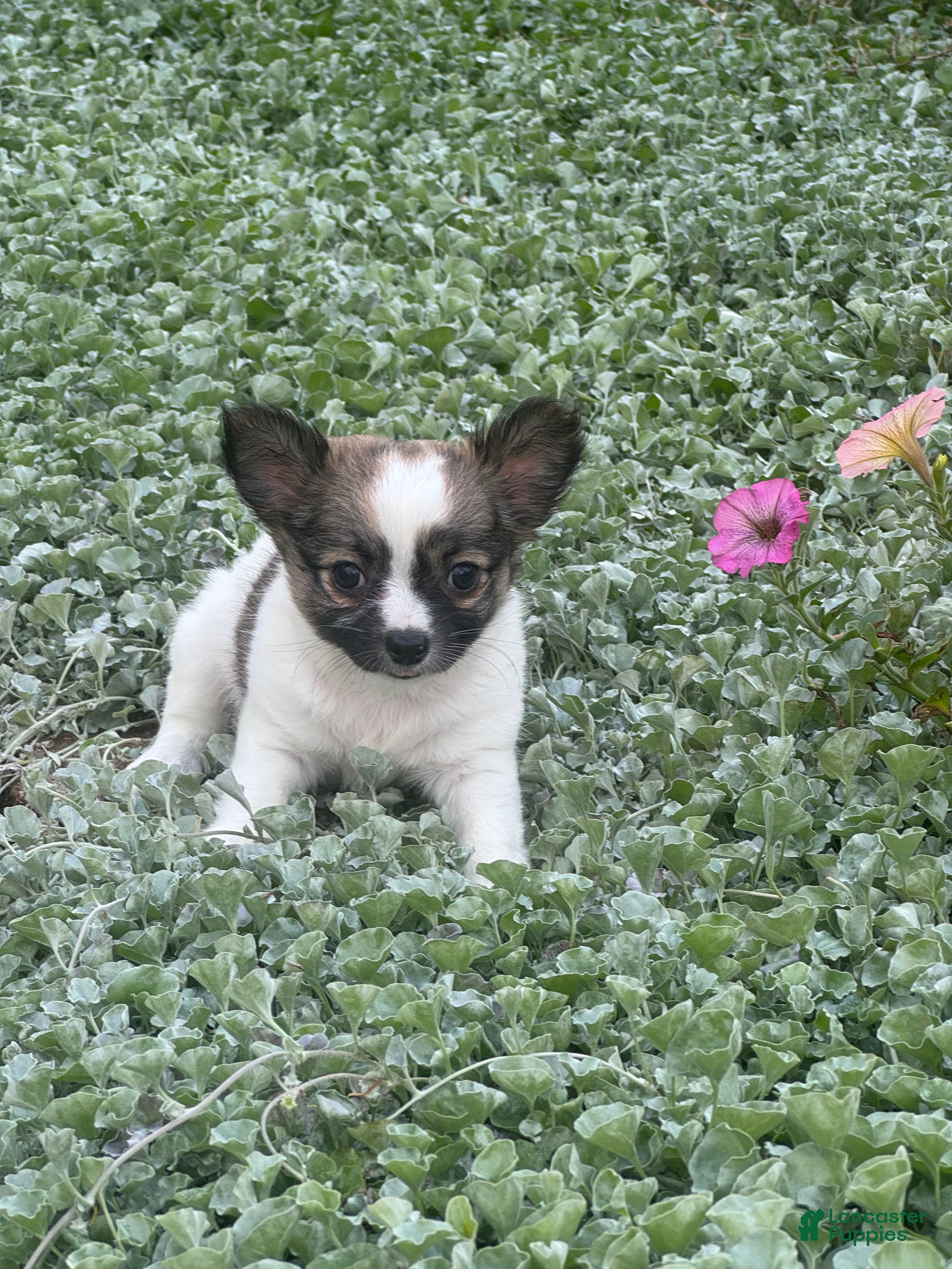 Chihuahua dogs for sale: Fern - Ad 2