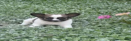 Chihuahua dogs for sale: Fern - Ad 2