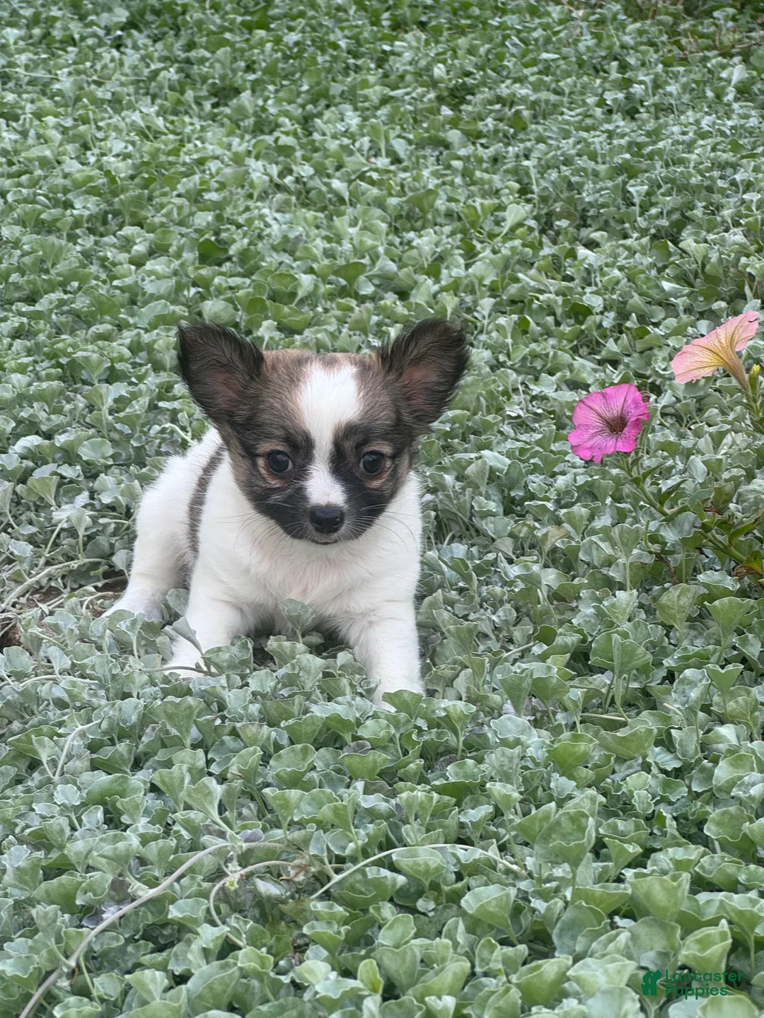 Chihuahua dogs for sale: Fern - Ad 2