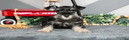 Miniature Schnauzer dogs for sale: Lucas - Ad 2