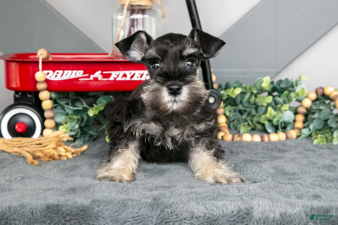 Miniature Schnauzer dogs for sale: Lucas - Ad 2