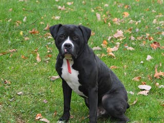 Mixed Breed dogs Oreo - Ad 16