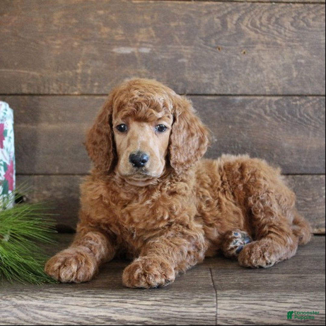 Standard Poodle dogs for sale: Atlas - Ad 3