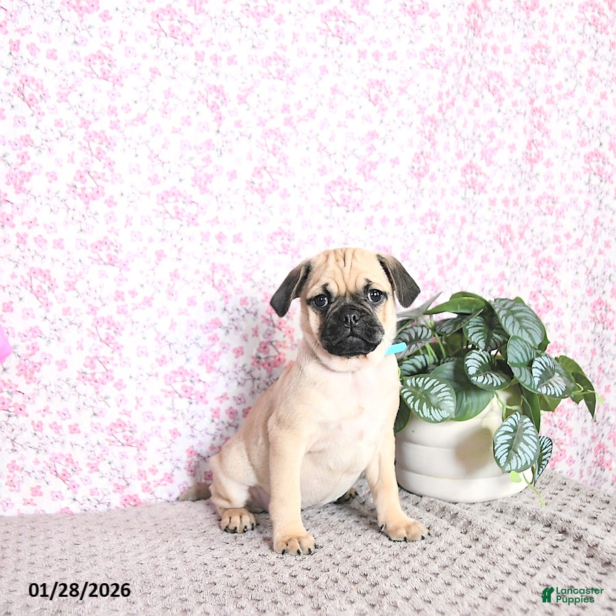 Pug dogs Lilah - Ad 2