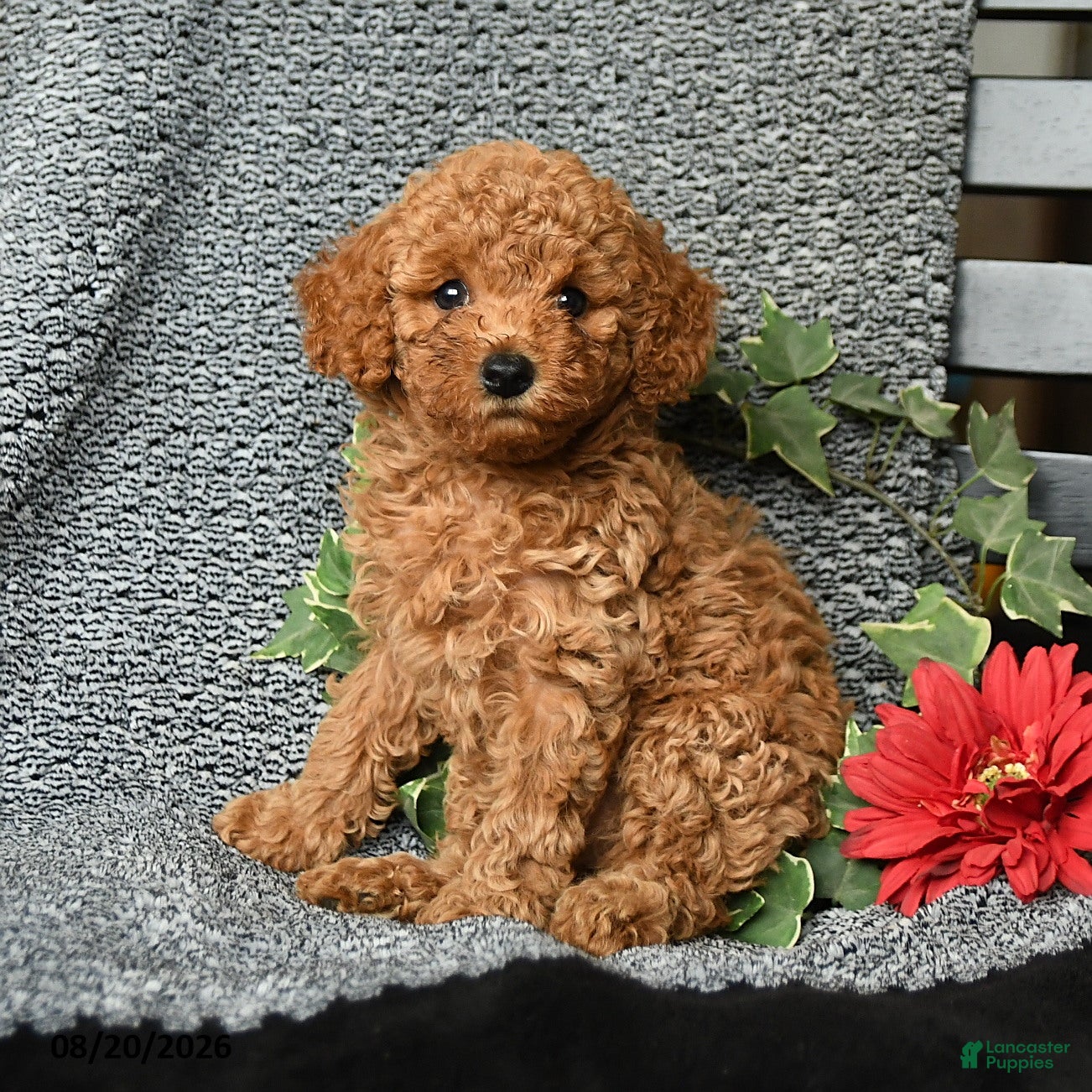 Toy Poodle dogs Christopher - Ad 1