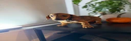 Dachshund dogs for sale: Baxter - Ad 5