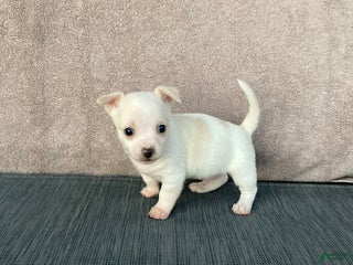 Chihuahua dogs - Ad 41