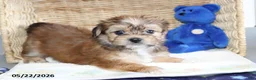 Shorkie dogs for sale: Donald - Ad 3