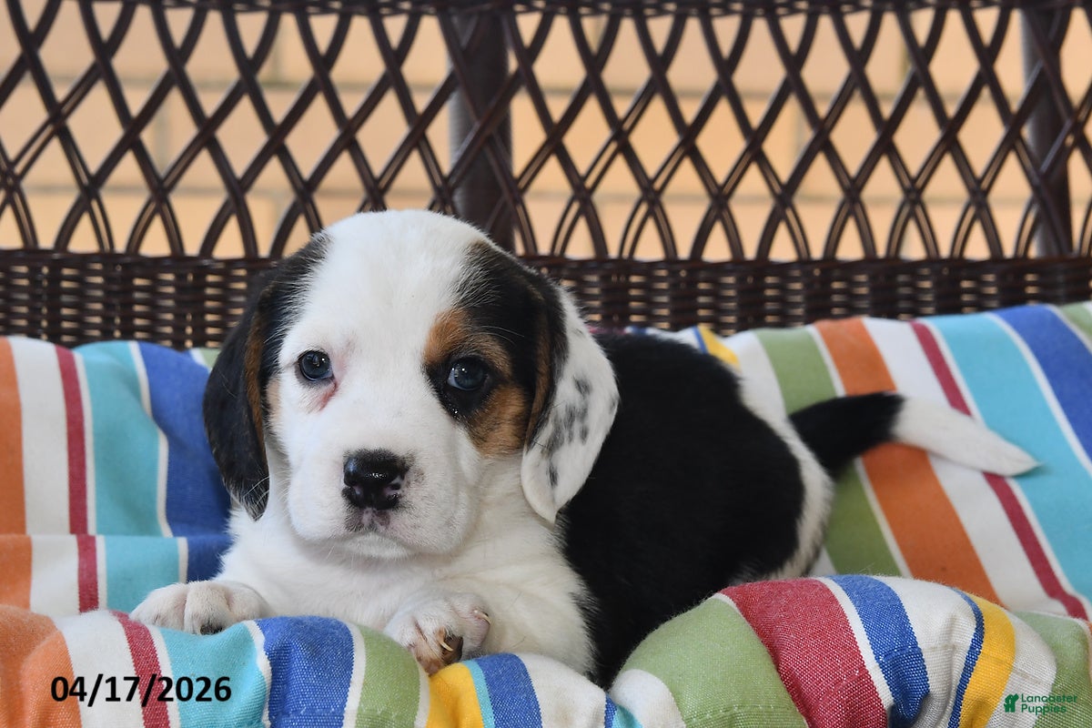 Beagle dogs Izzy - Ad 2