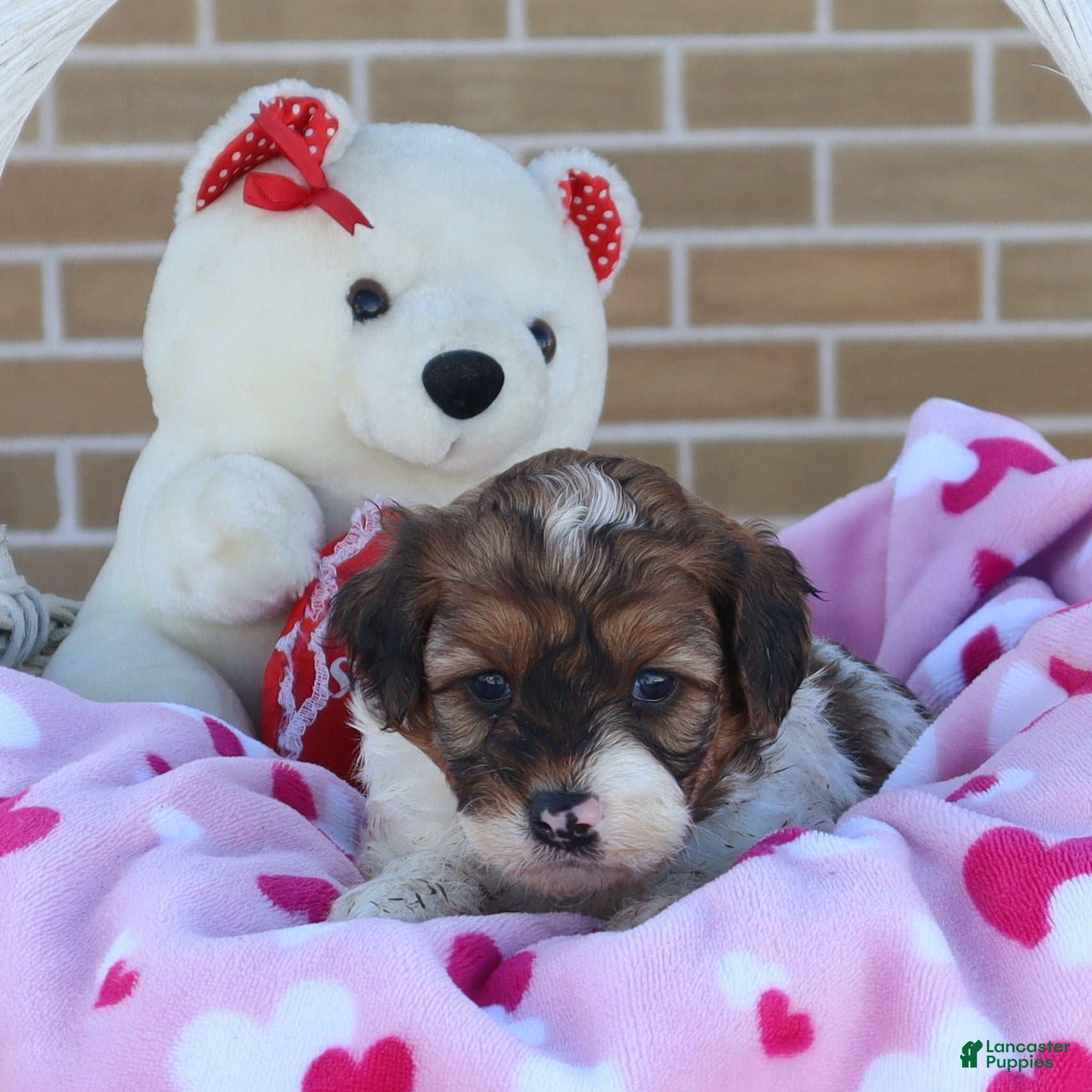 Mini Goldendoodle dogs Lyndon - Ad 1