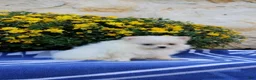 Pomeranian dogs for sale: Frank - Ad 4