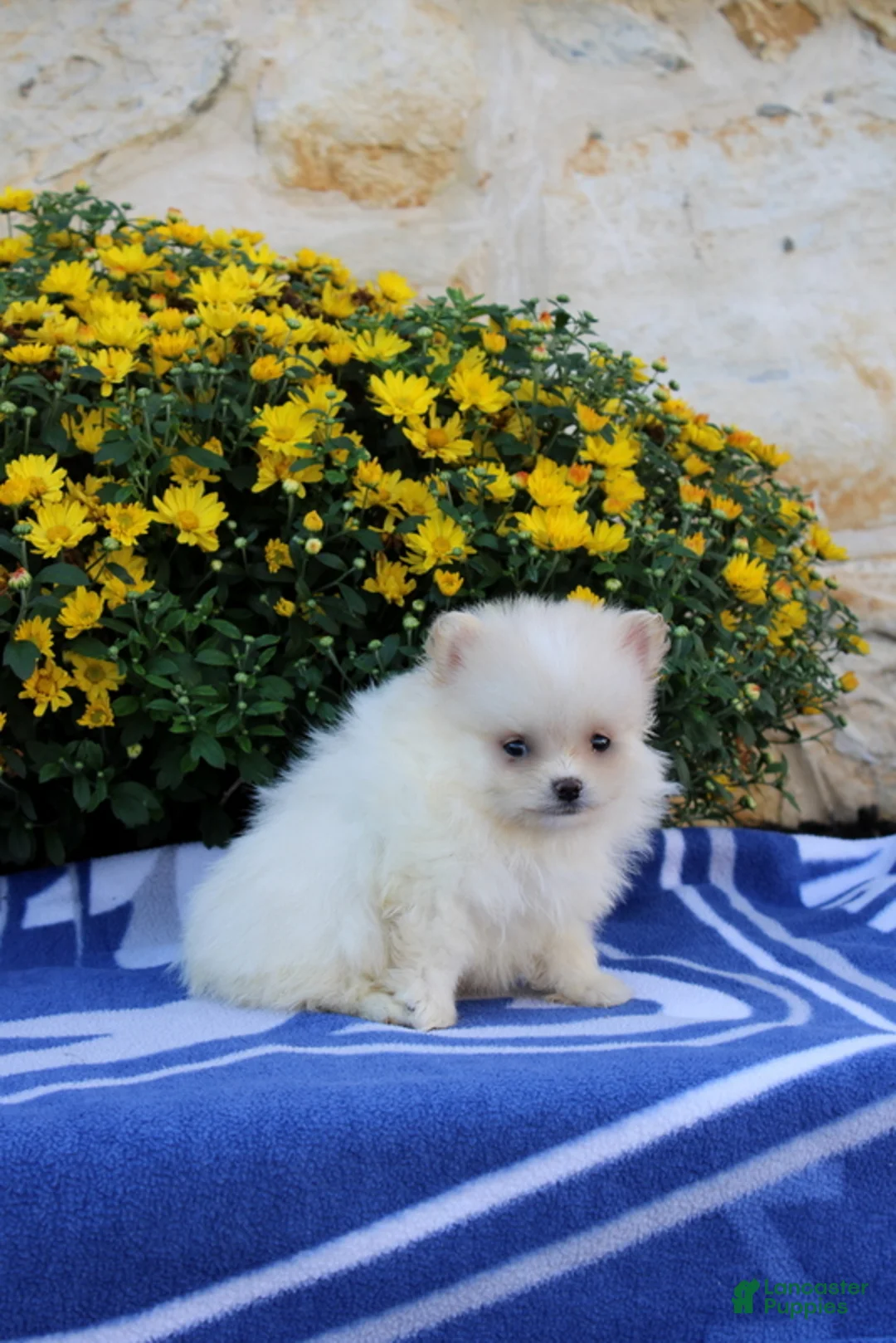 Pomeranian dogs for sale: Frank - Ad 4
