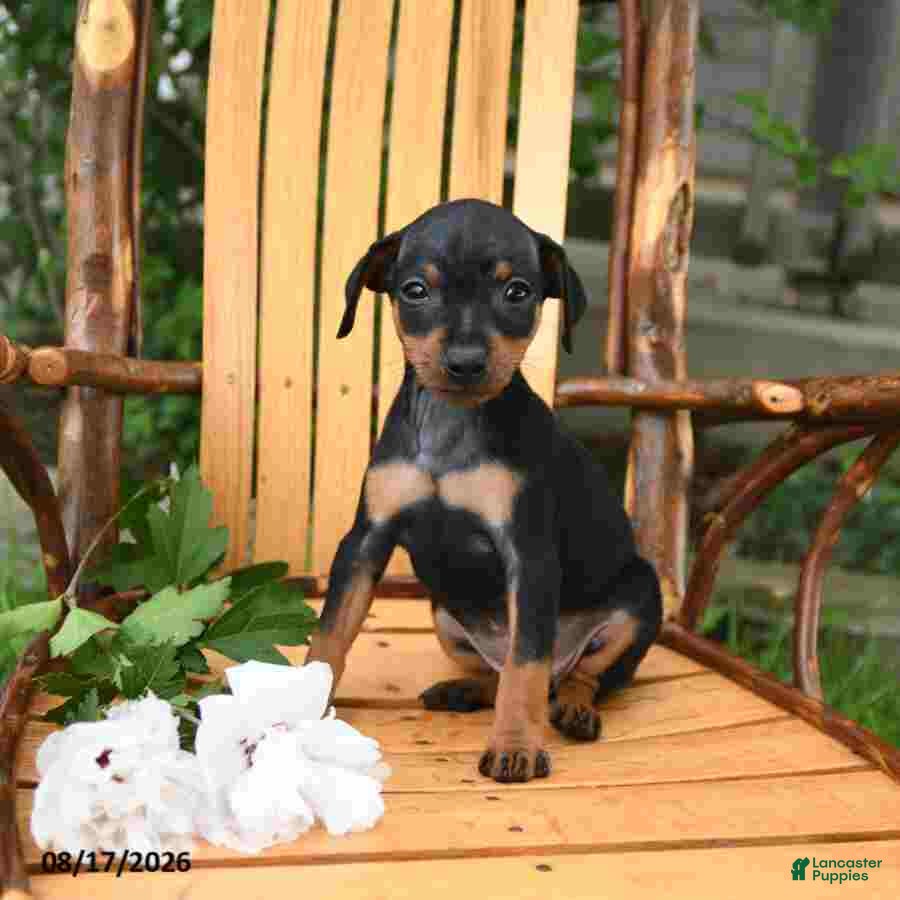Miniature Pinscher dogs Daisy - Ad 2