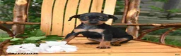 Miniature Pinscher dogs for sale: Daisy - Ad 2