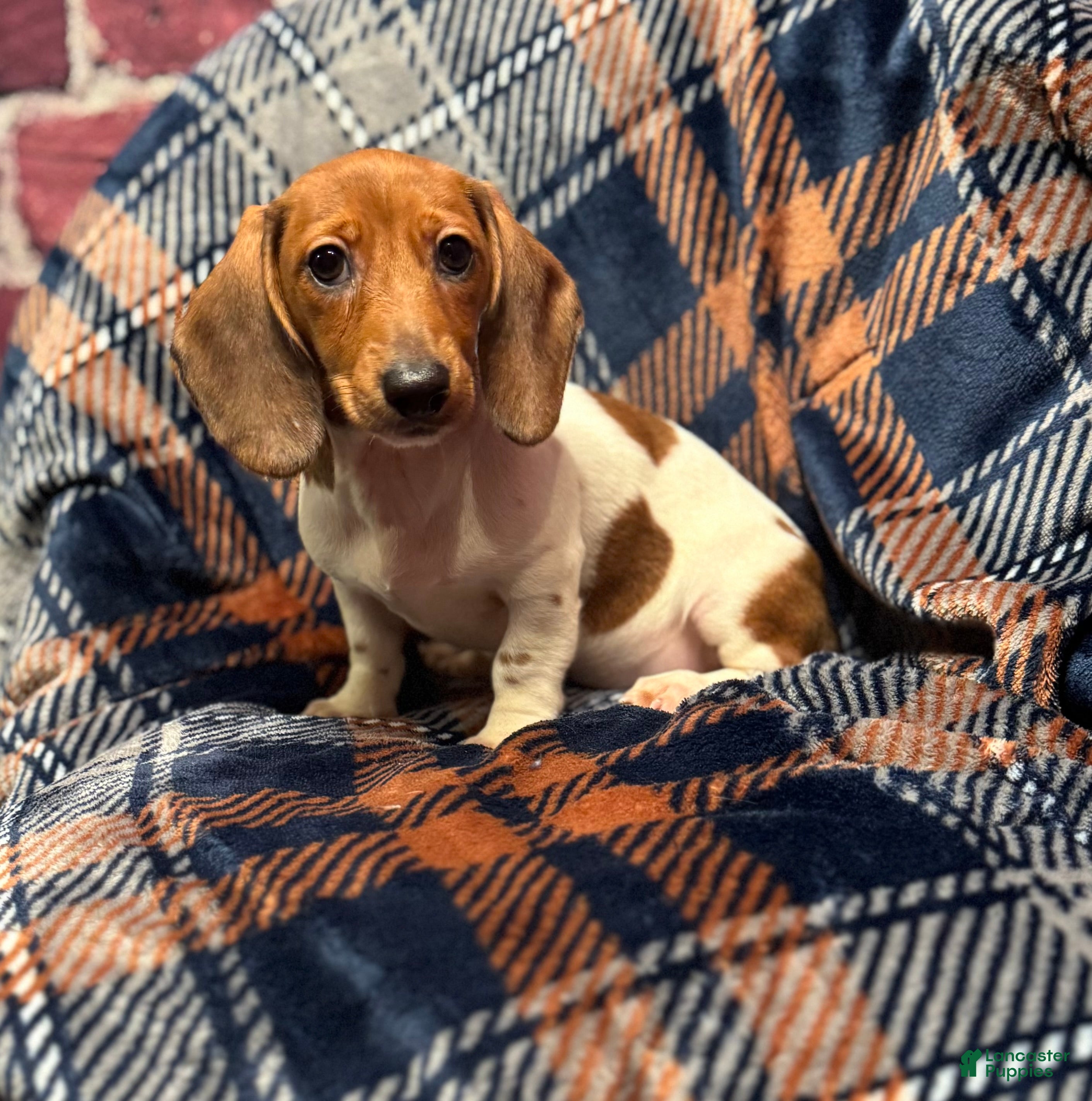 Miniature Dachshund dogs Miniature Dachshund Puppy 1 - Ad 22