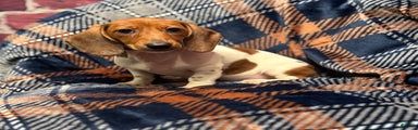 Miniature Dachshund Puppy 1