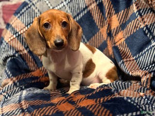 Miniature Dachshund dogs Miniature Dachshund Puppy 1 - Ad 22