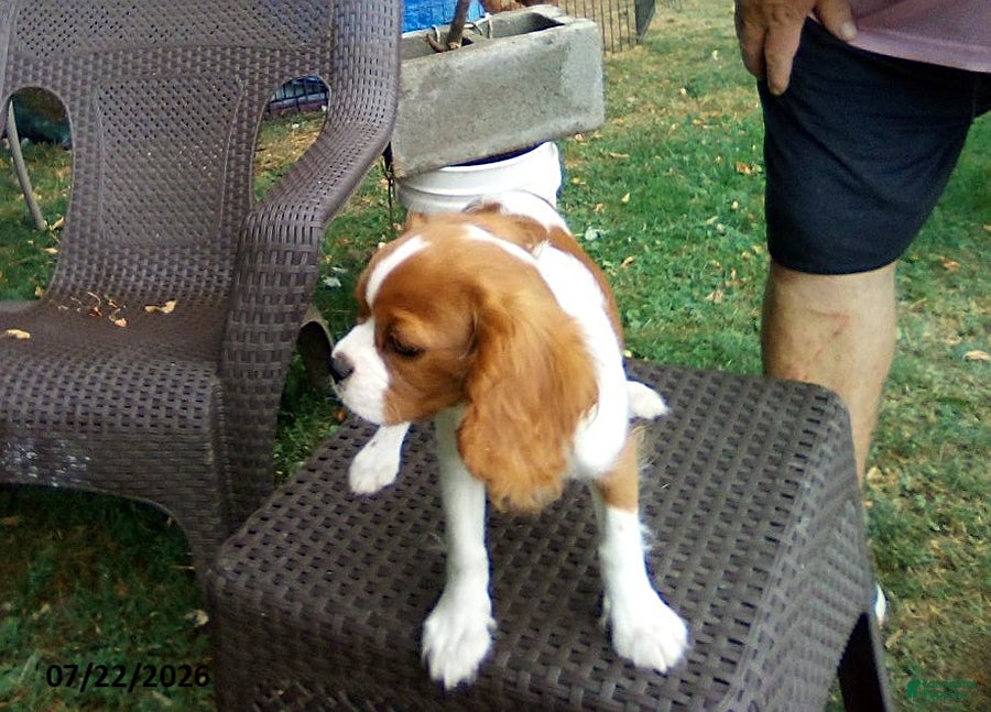 Cavalier King Charles Spaniel dogs Sammy - Ad 2