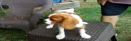 Cavalier King Charles Spaniel dogs for sale: Sammy - Ad 2