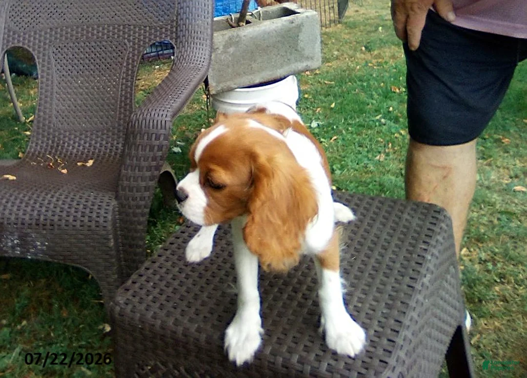 Cavalier King Charles Spaniel dogs for sale: Sammy - Ad 2