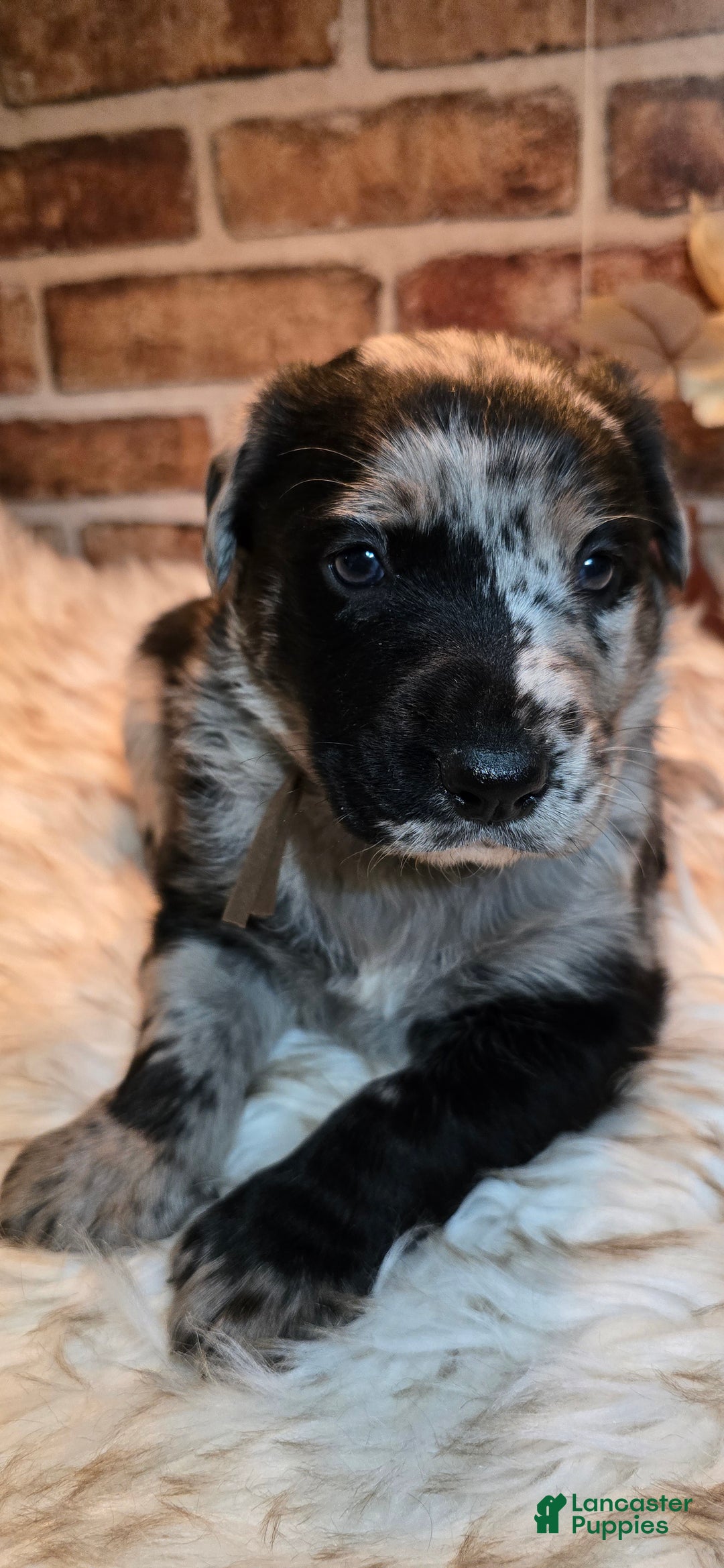 Mixed Breed dogs for sale: Willow - Ad 14
