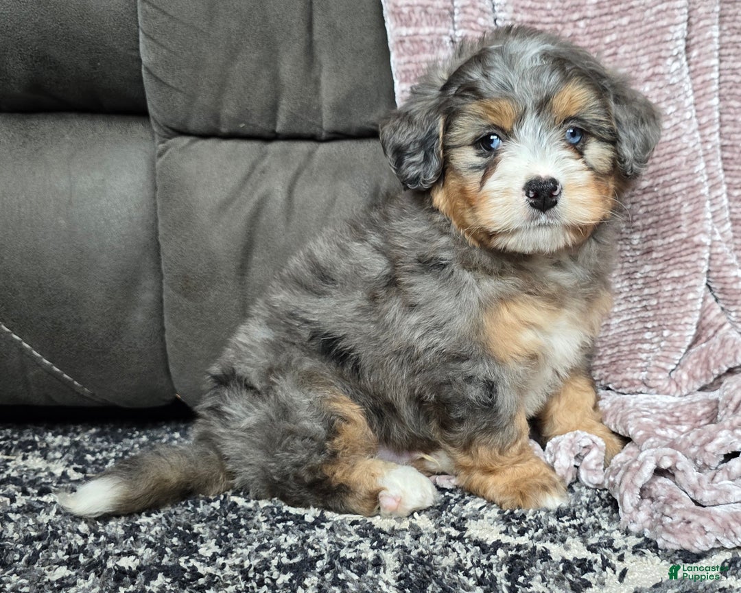 Mini Bernedoodle dogs for sale: Mini Watts - Ad 39