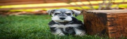 Miniature Schnauzer dogs for sale: Nicholas - Ad 5
