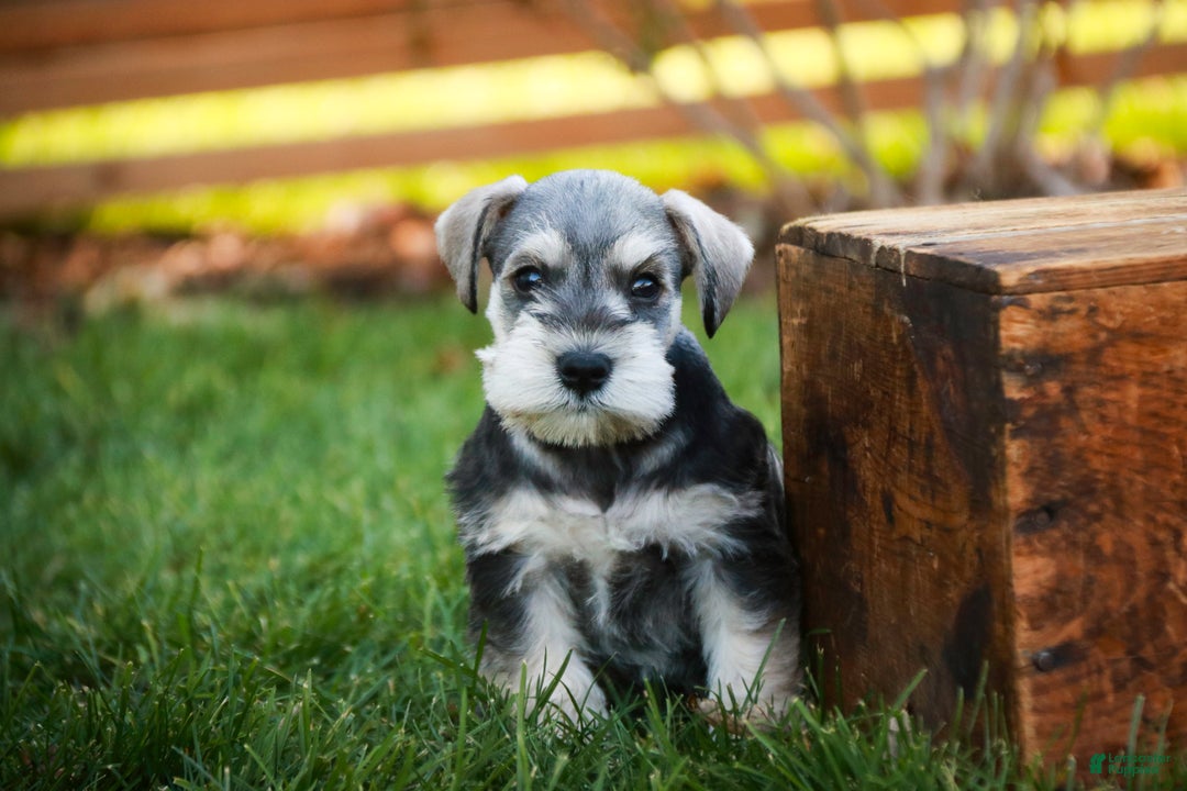 Miniature Schnauzer dogs for sale: Nicholas - Ad 5
