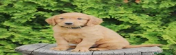 Golden Retriever dogs for sale: Wade - Ad 1