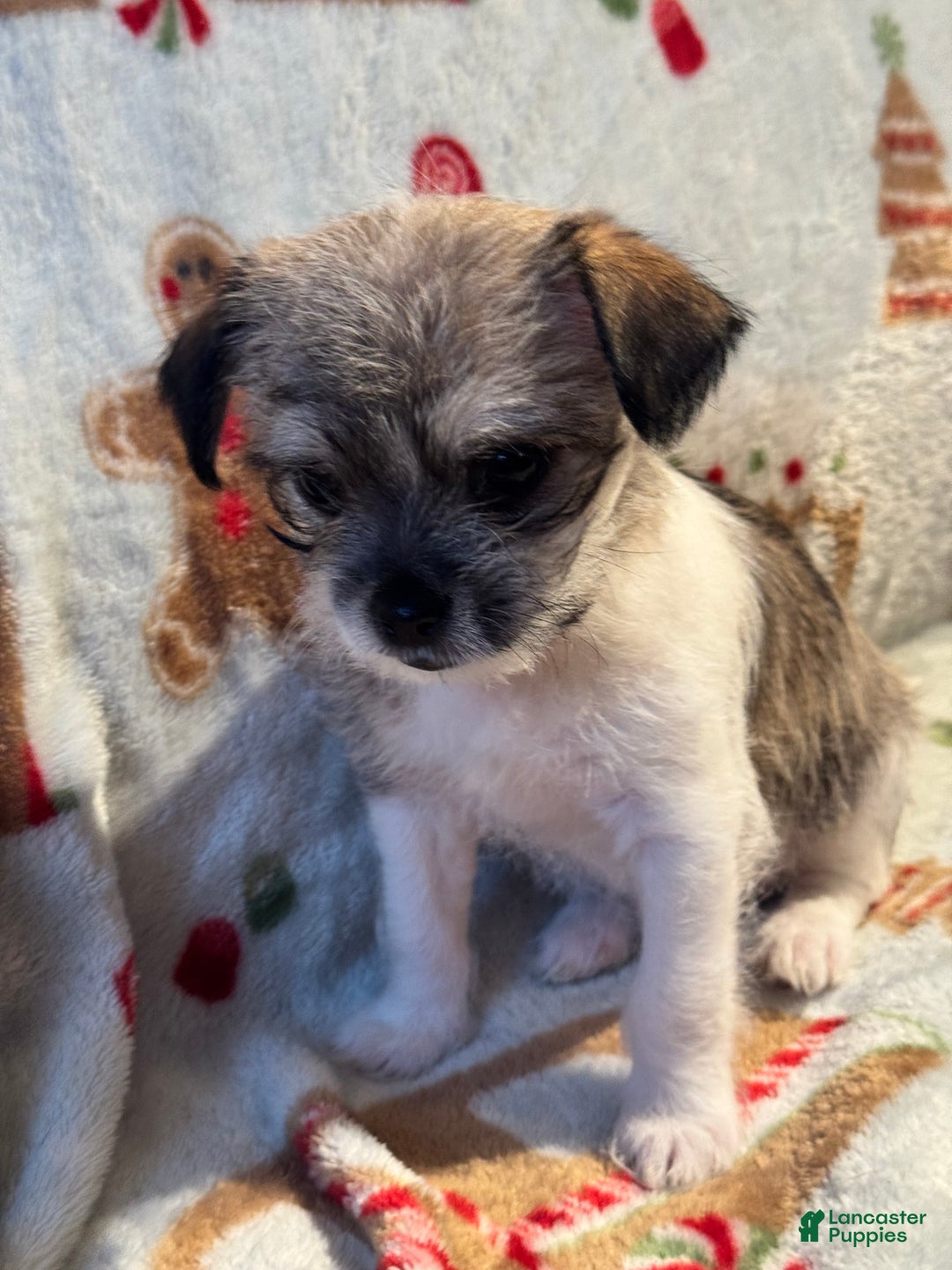 Mixed Breed dogs for sale: Rocky - Ad 4