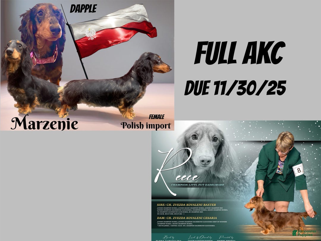 Dachshund dogs for sale: Black and tan standard long coat - Ad 2